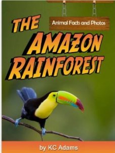 amazonrainforest,pic